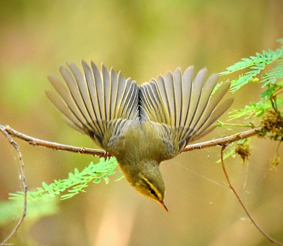 Tickell's Leaf Warbler - Samish Dhongle