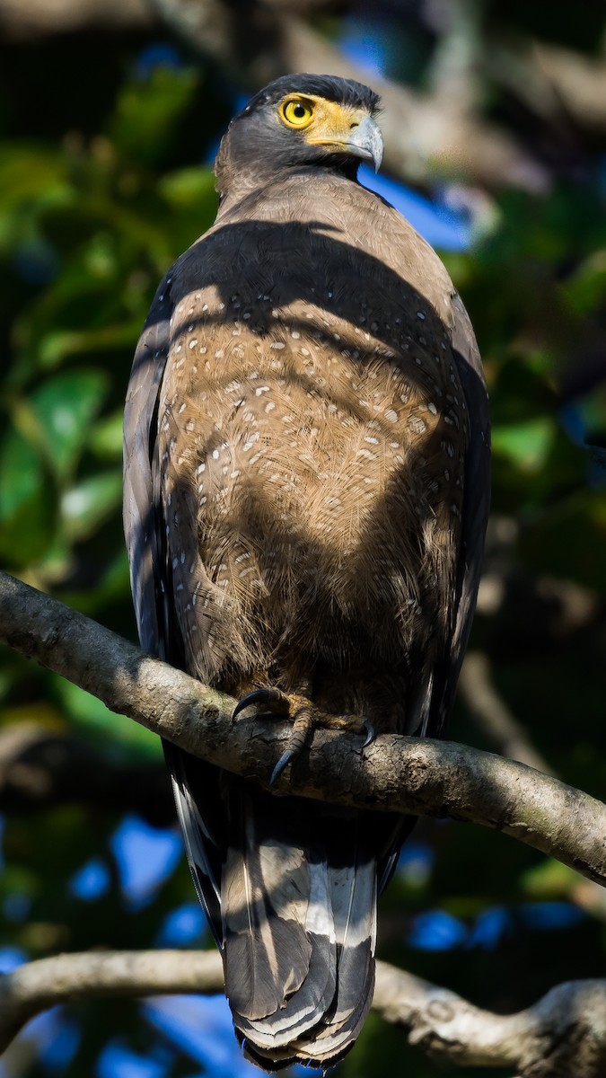 Crested Serpent-Eagle - ML617916237