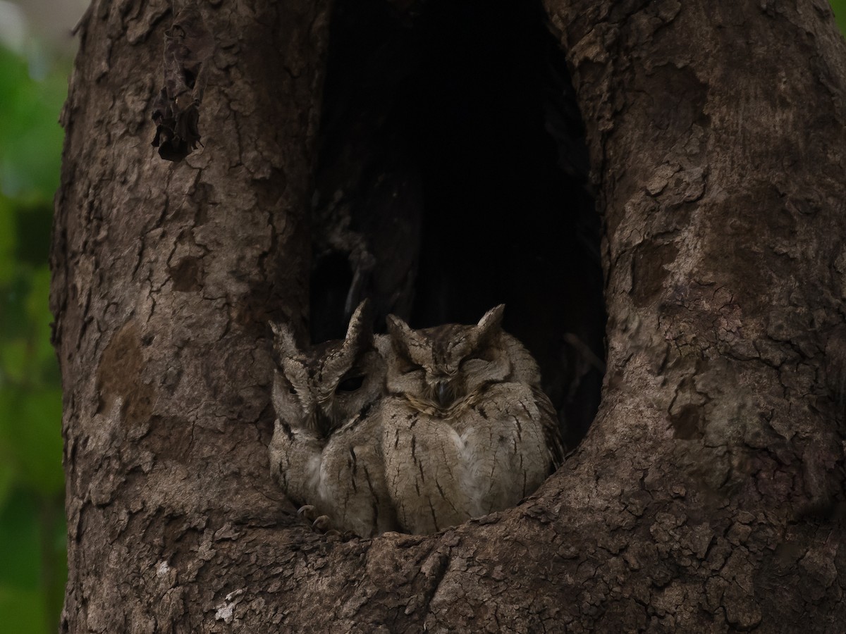Indian Scops-Owl - Supratim Deb