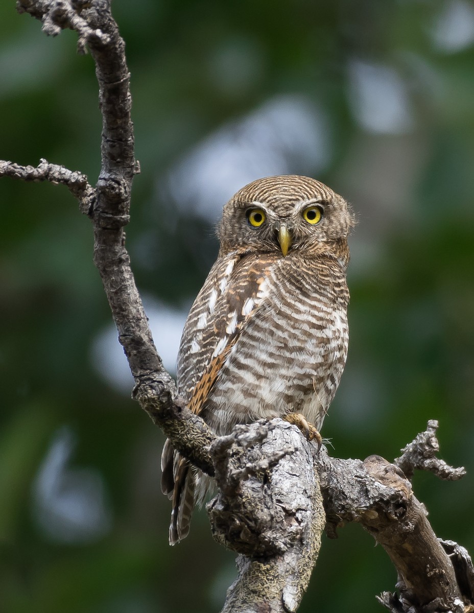 Jungle Owlet - Supratim Deb