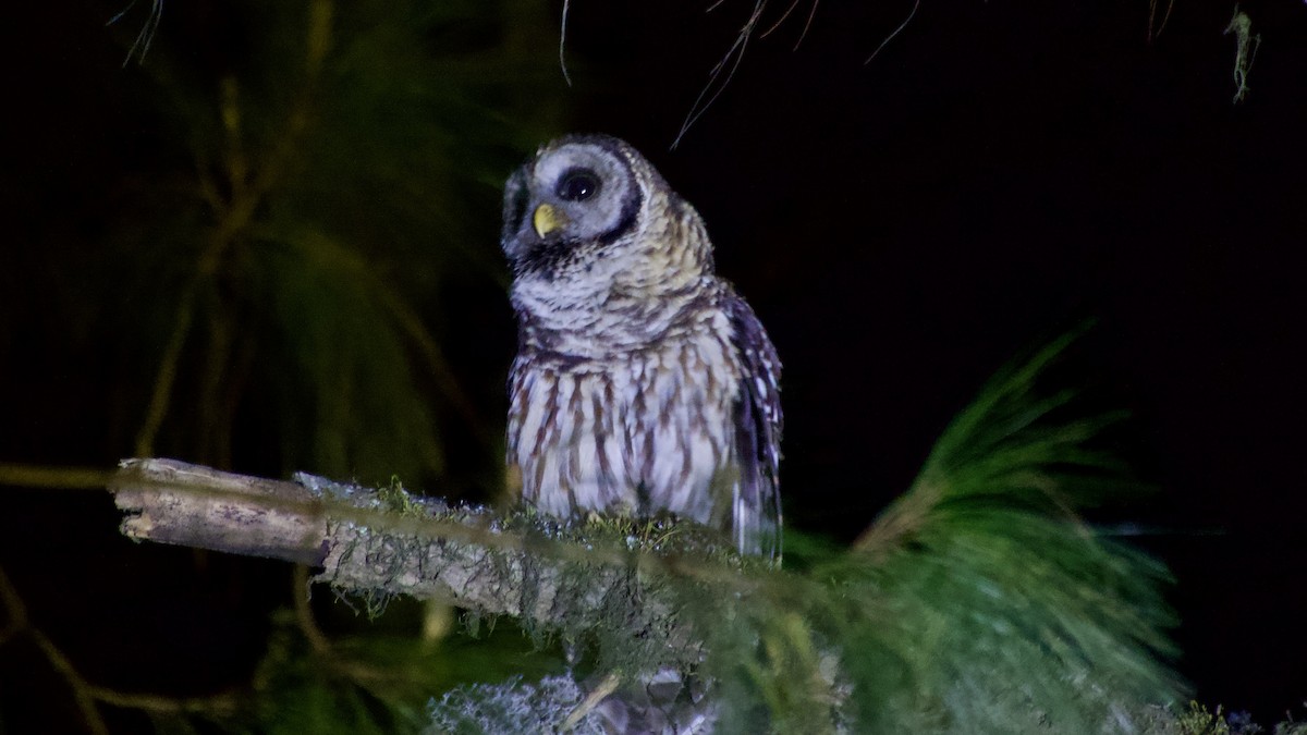 Fulvous Owl - ML617916246