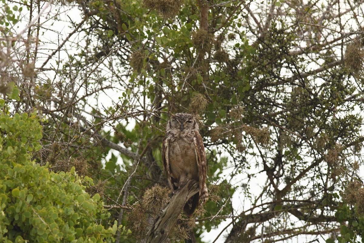 Grayish Eagle-Owl - ML617916283