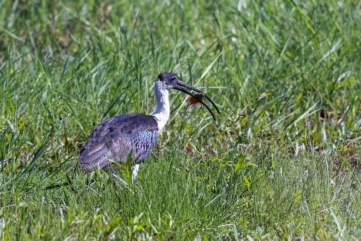 ibis slámokrký - ML617916297