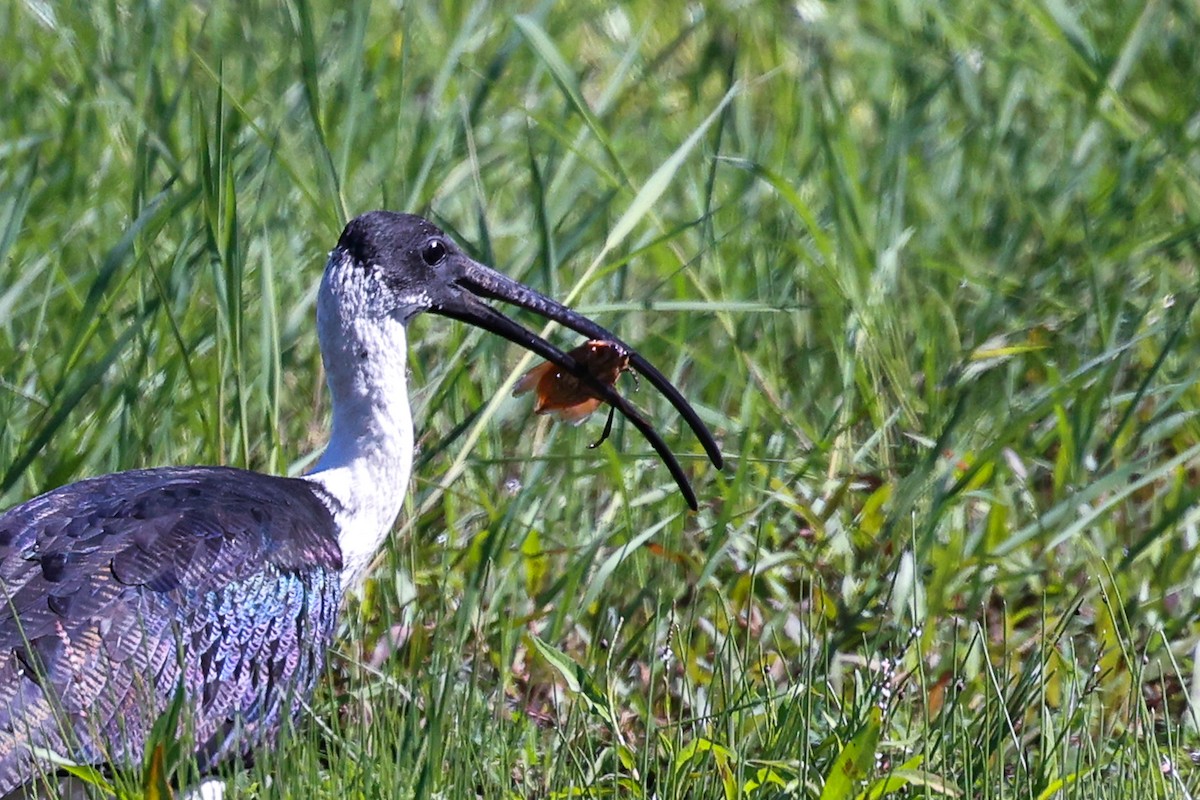 ibis slámokrký - ML617916300
