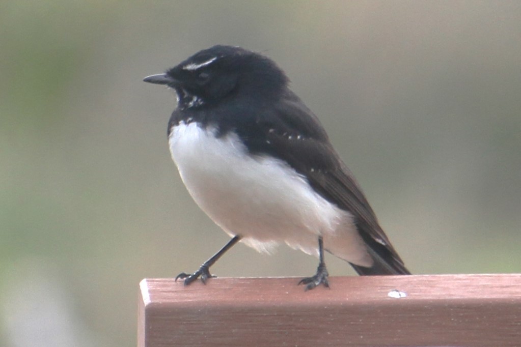 Willie-wagtail - ML617916309