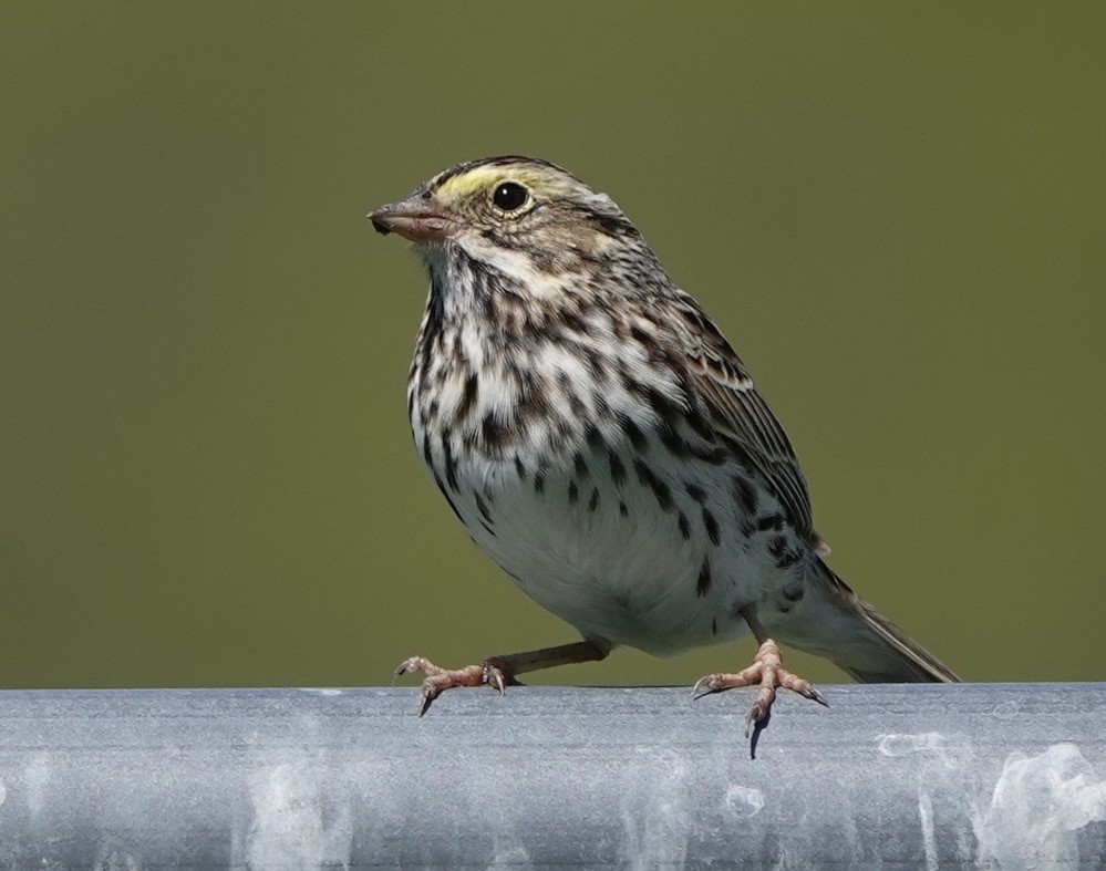 Savannah Sparrow - ML617916323