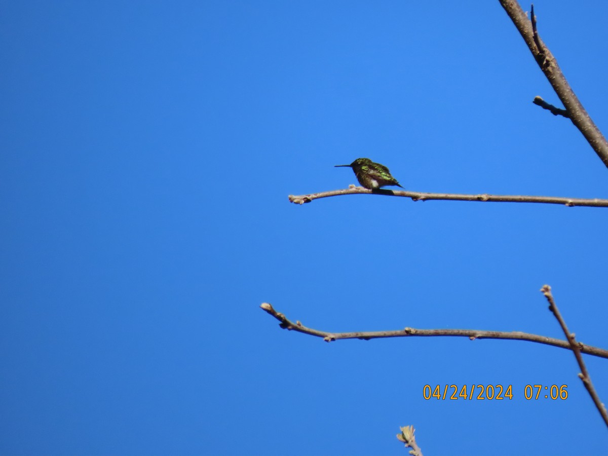 Ruby-throated Hummingbird - ML617916327