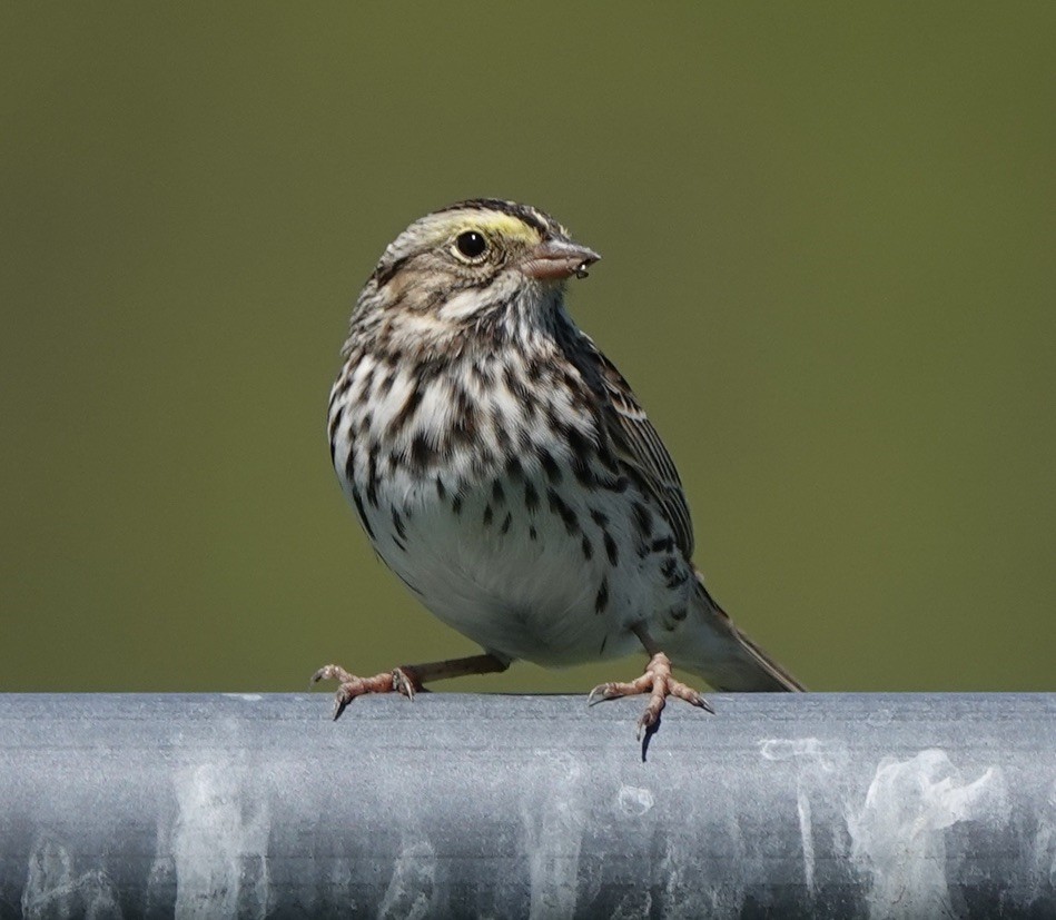 Savannah Sparrow - ML617916328