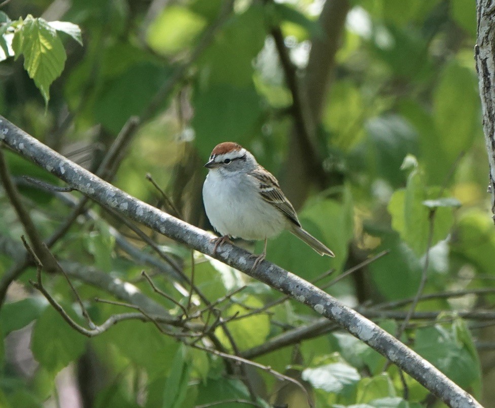 Chipping Sparrow - ML617916335
