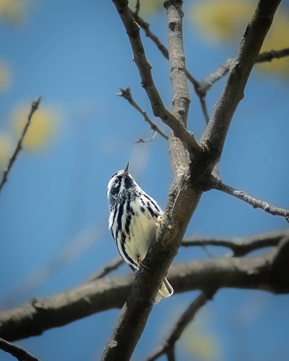 Black-and-white Warbler - ML617916358