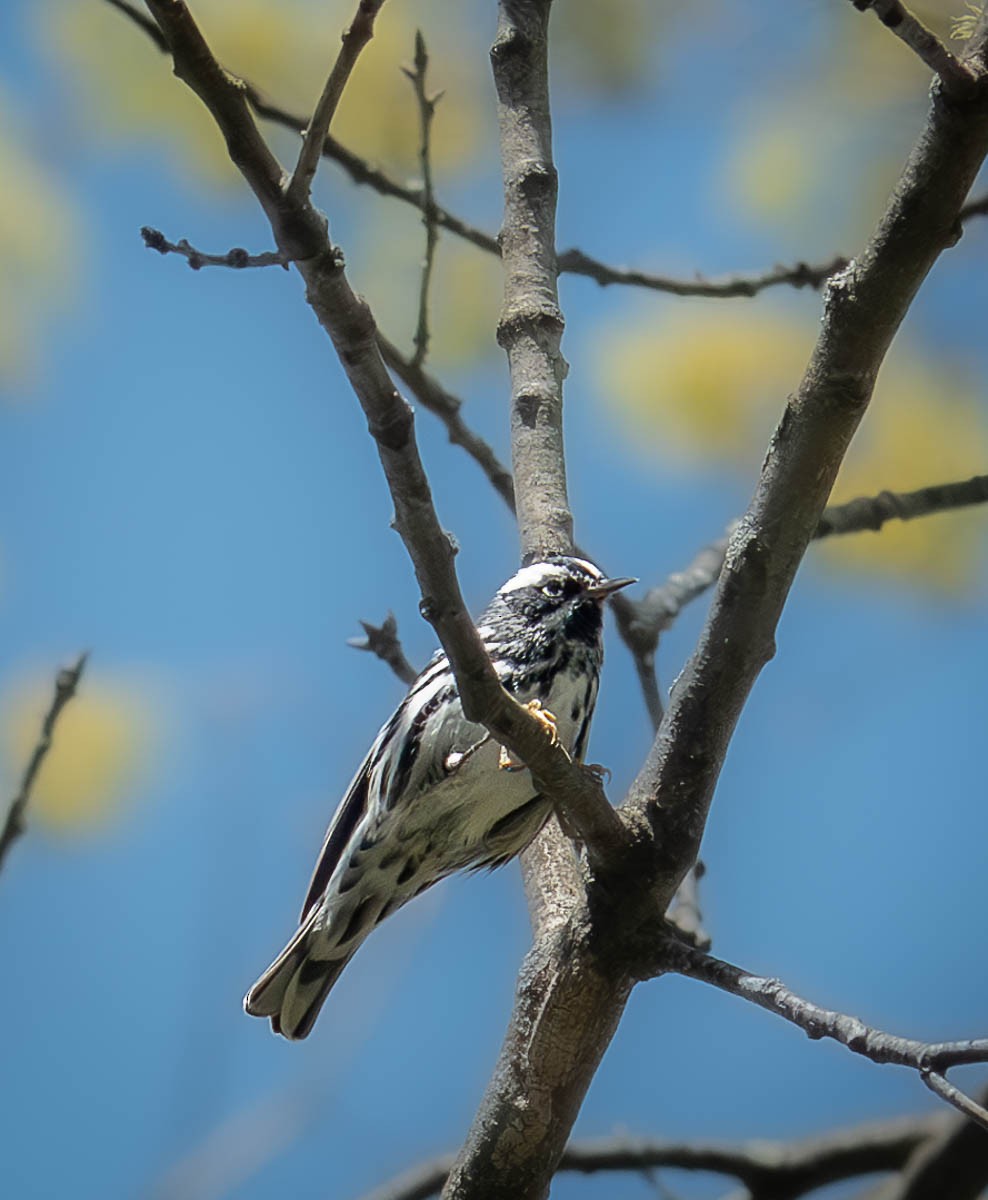 Black-and-white Warbler - ML617916359