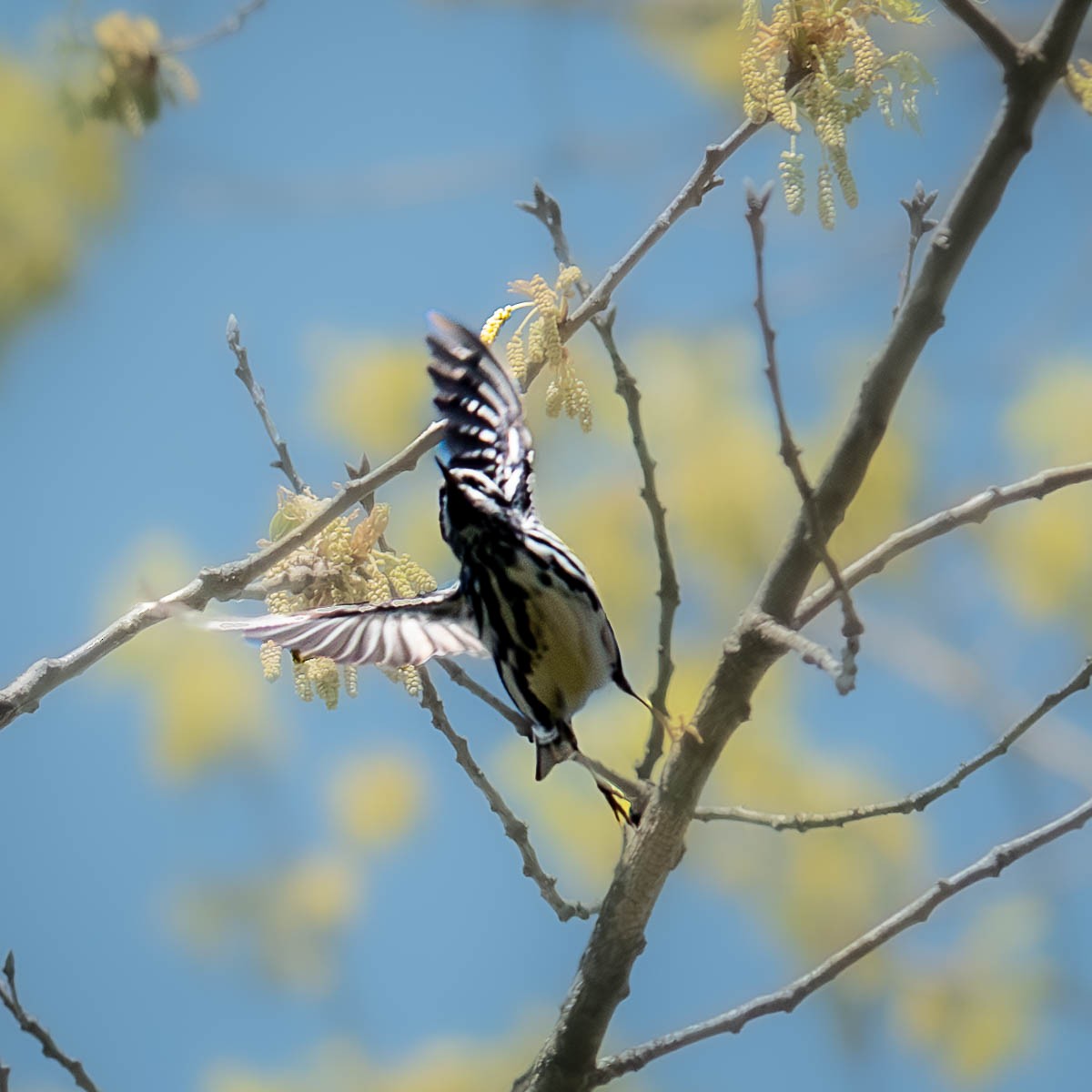 Black-and-white Warbler - ML617916360