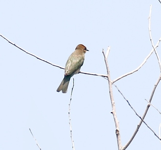 Blue-tailed Bee-eater - ML617916379