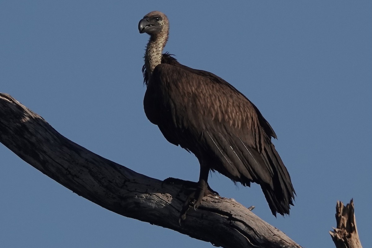 White-backed Vulture - Ken Weiss