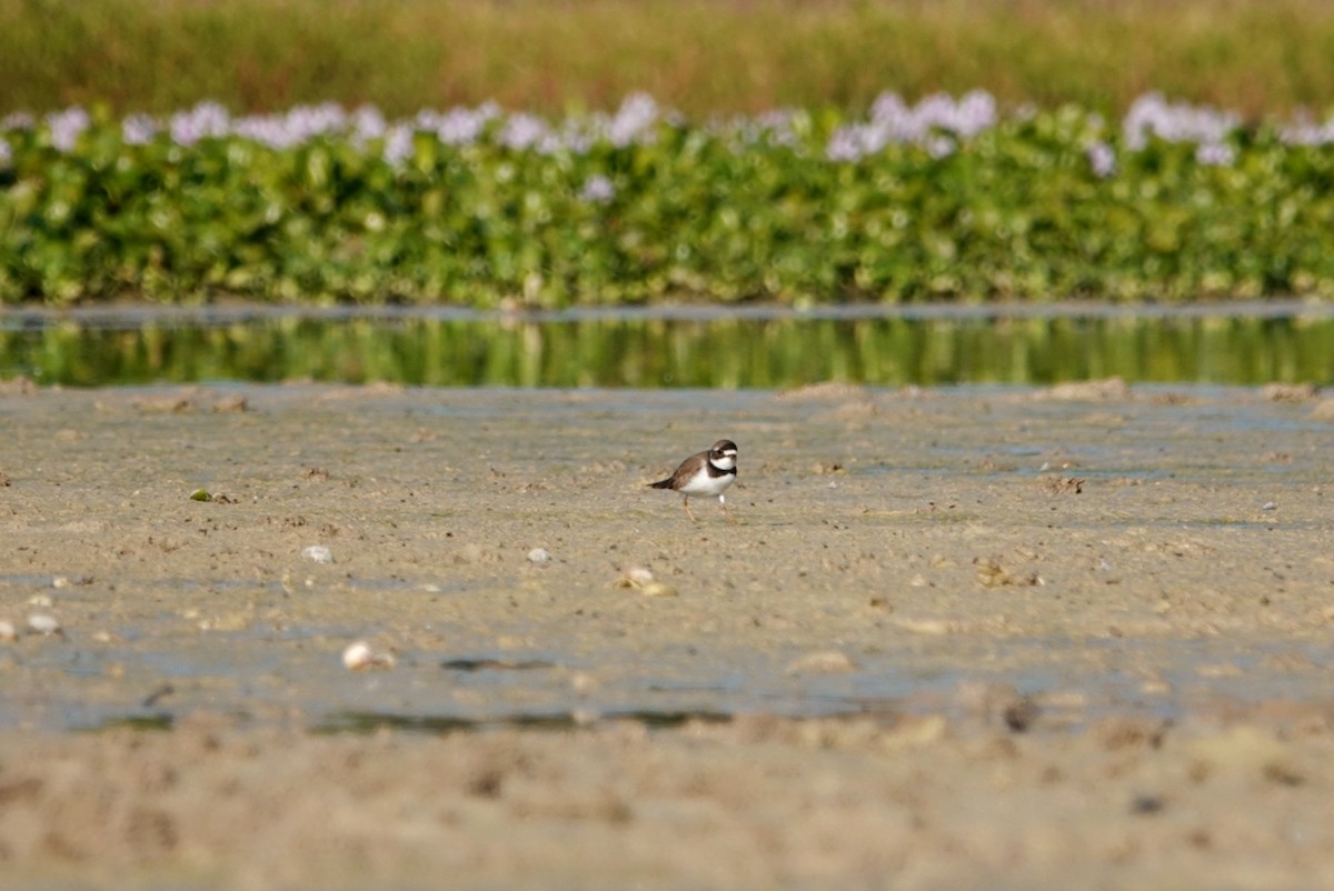 Semipalmated Plover - ML617916476