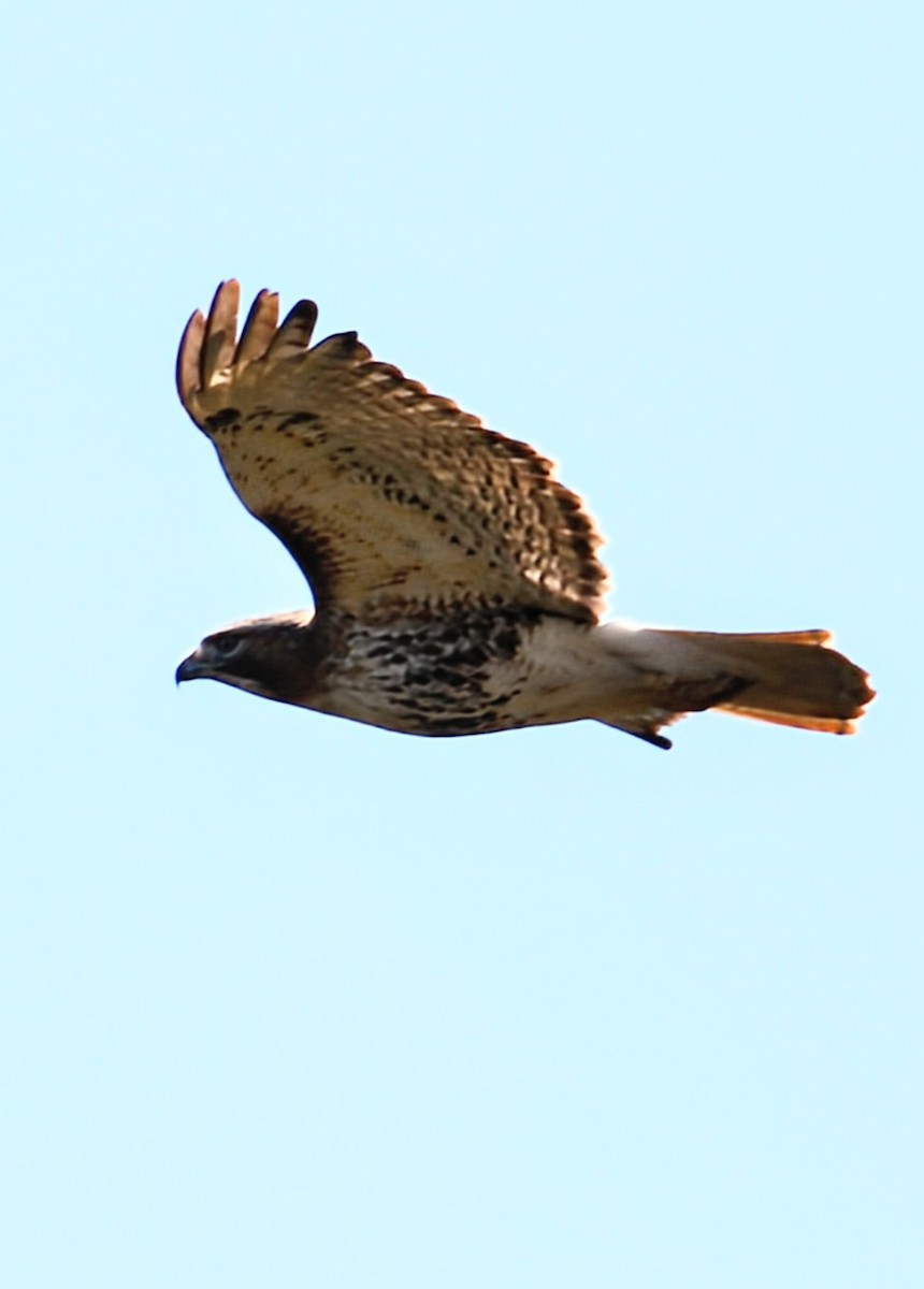 Red-tailed Hawk (abieticola) - ML617916530