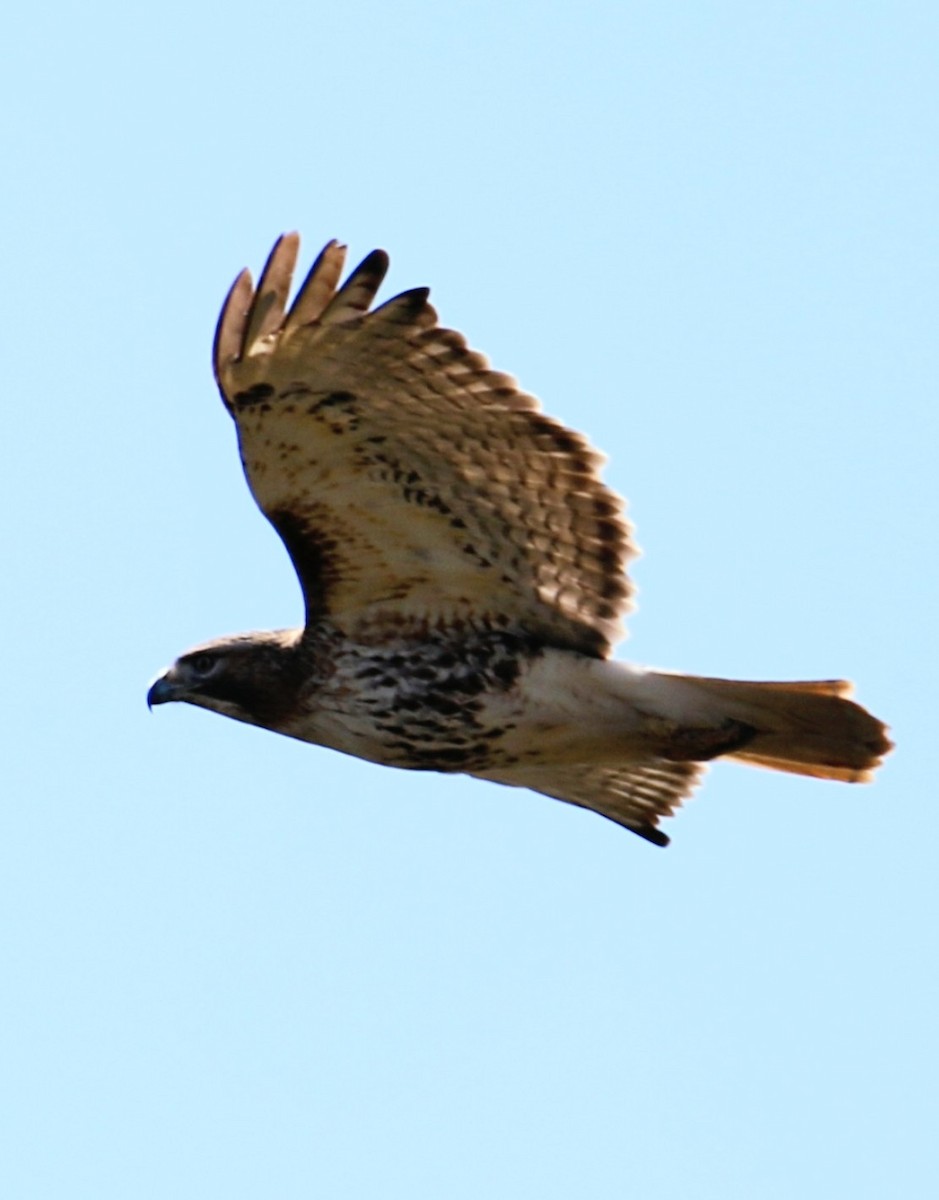 Red-tailed Hawk (abieticola) - ML617916531