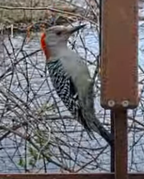 Red-bellied Woodpecker - ML617916582