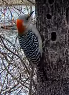 Red-bellied Woodpecker - ML617916584