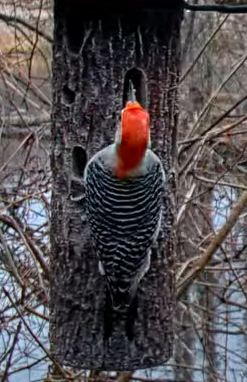 Red-bellied Woodpecker - ML617916585
