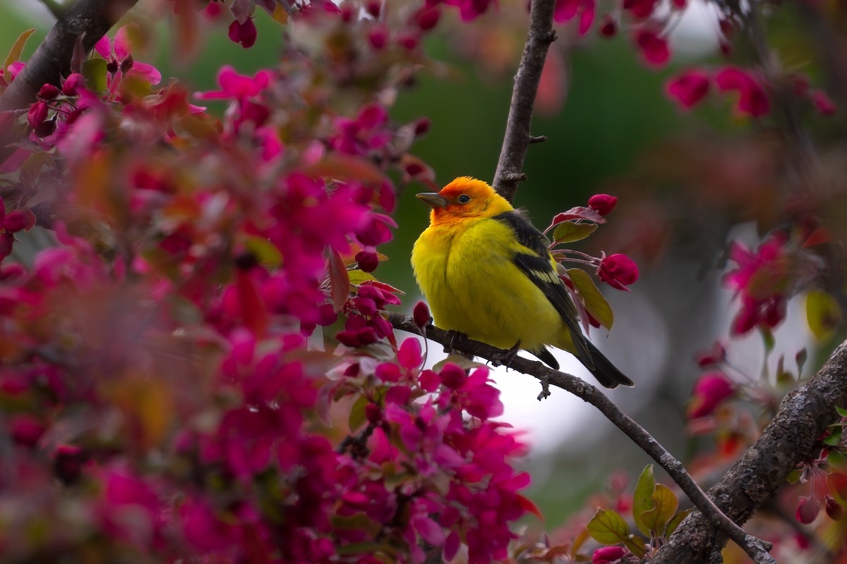 Western Tanager - ML617916703