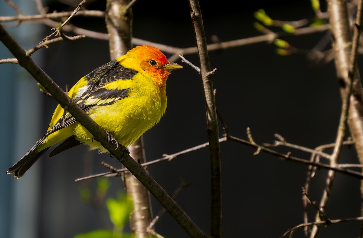 Western Tanager - ML617916704