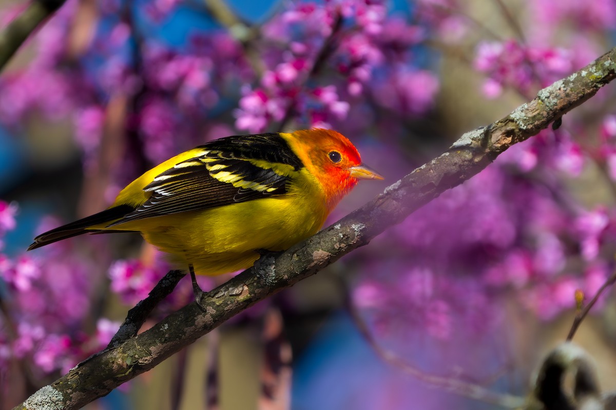 Western Tanager - ML617916705