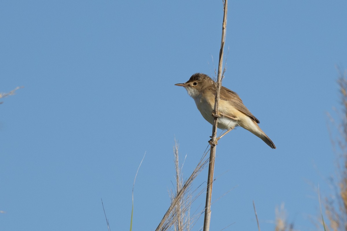 Common Reed Warbler - GC spainbirdwatching.com