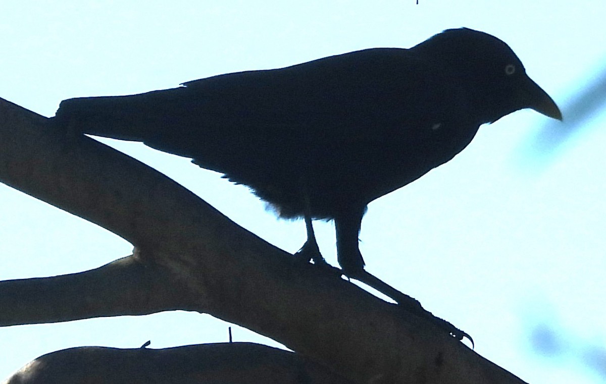 Torresian Crow - ML617916734