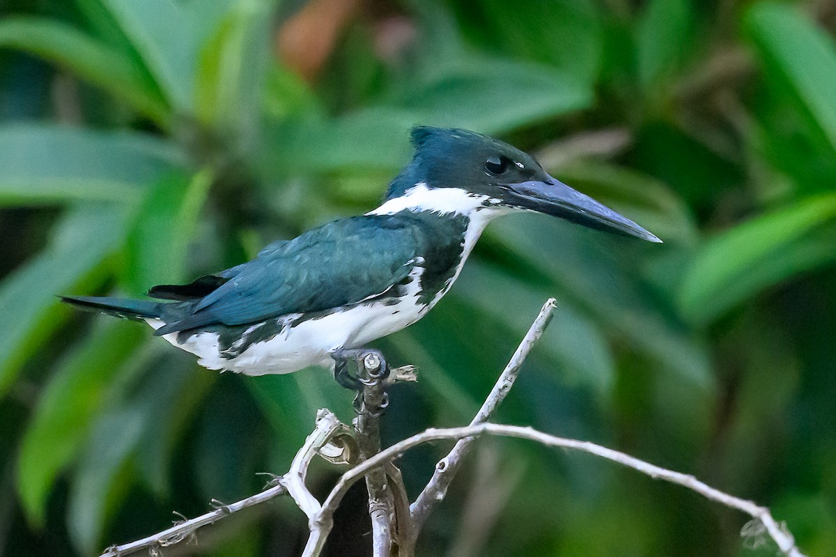 Amazon Kingfisher - ML617916820