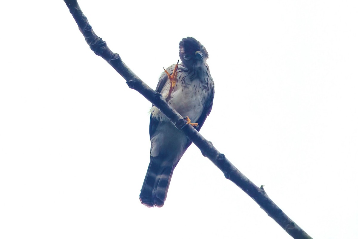 Double-toothed Kite - ML617916825