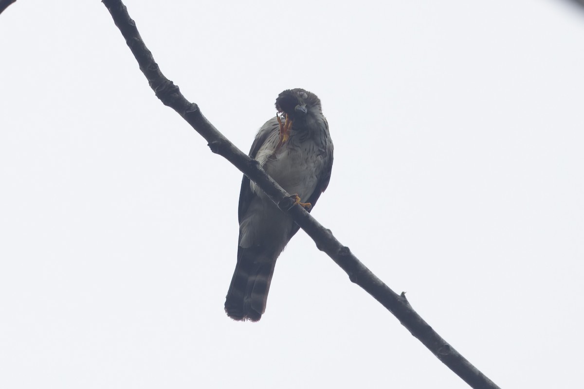 Double-toothed Kite - ML617916826