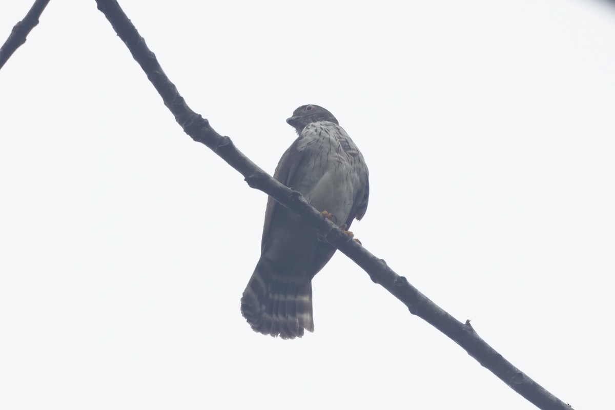 Double-toothed Kite - ML617916827