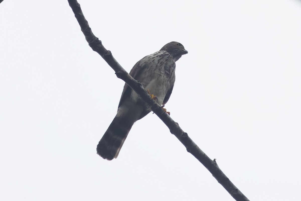 Double-toothed Kite - ML617916828