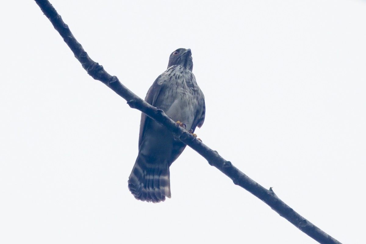 Double-toothed Kite - Gareth Bowes