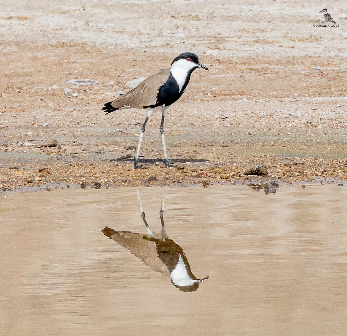 Spur-winged Lapwing - ML617916876