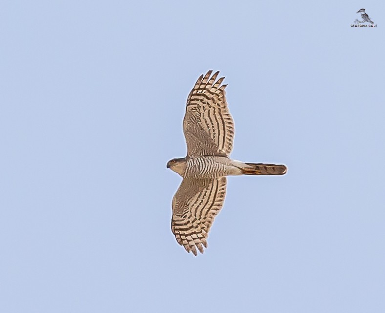 Eurasian Sparrowhawk - ML617916889