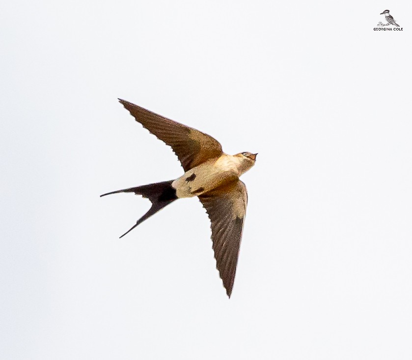 Red-rumped Swallow - ML617916909