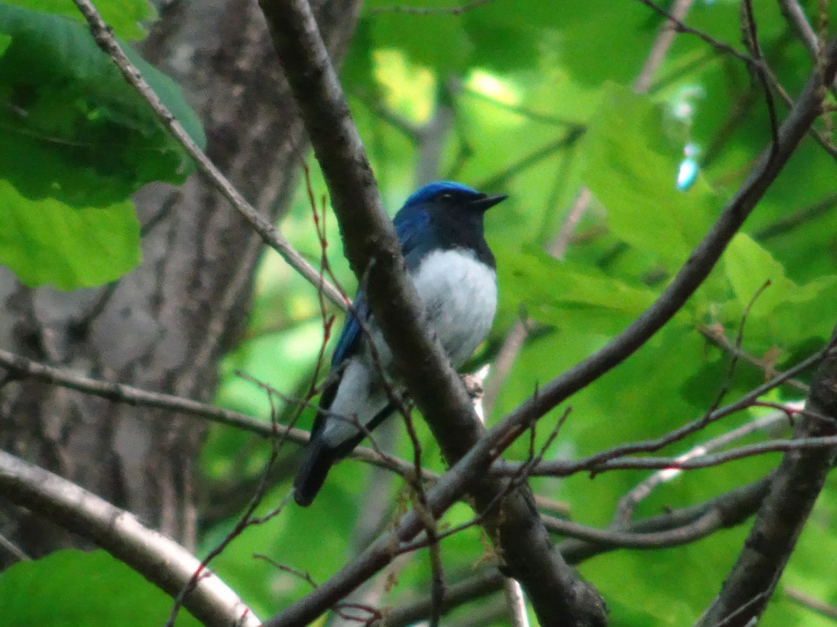 Blue-and-white Flycatcher - ML617916929