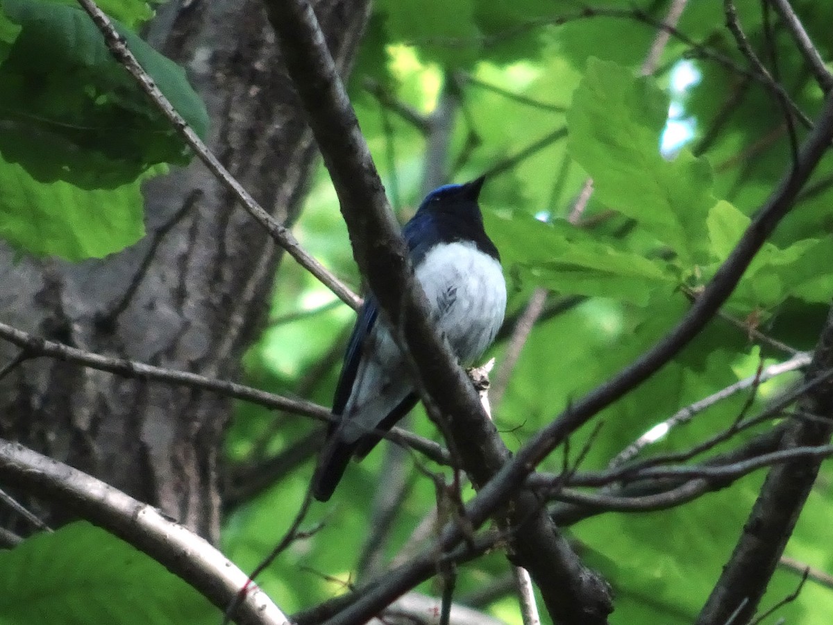 Blue-and-white Flycatcher - ML617916930