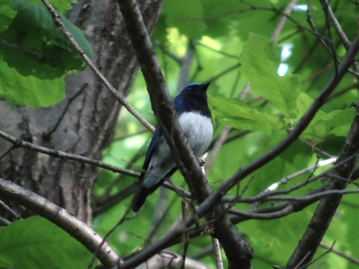 Blue-and-white Flycatcher - ML617916932