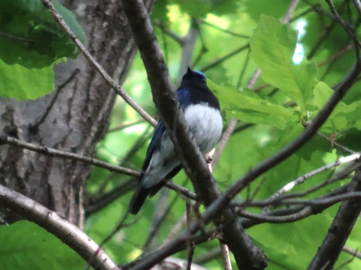 Blue-and-white Flycatcher - Seunghyun Lee