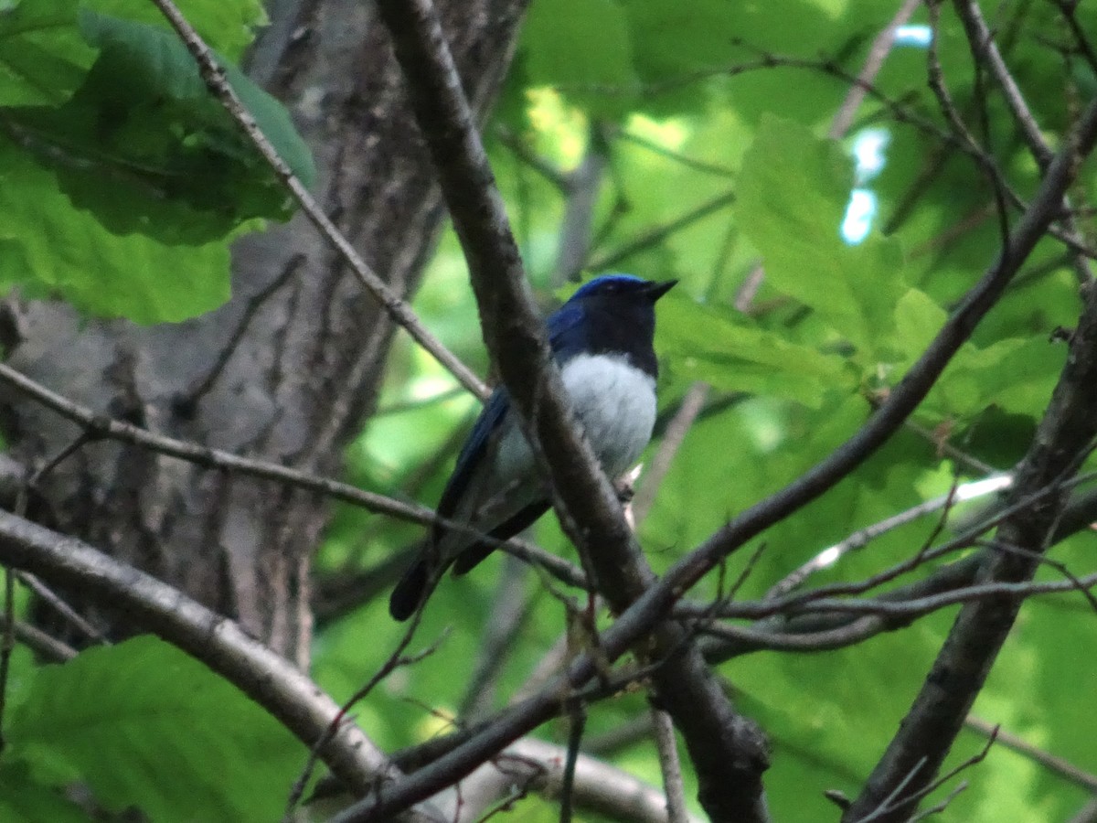Blue-and-white Flycatcher - ML617916934