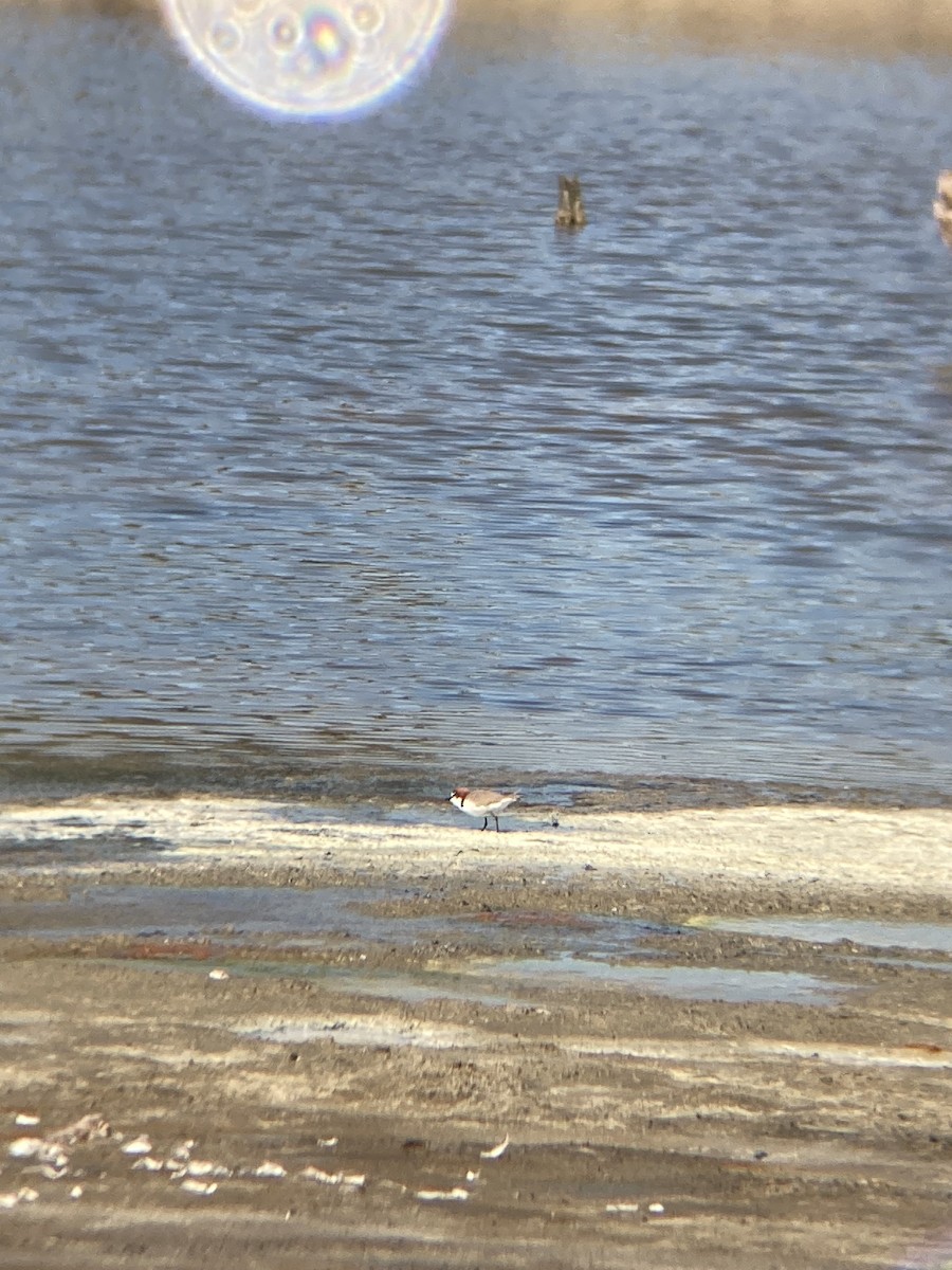 Red-capped Plover - ML617916970