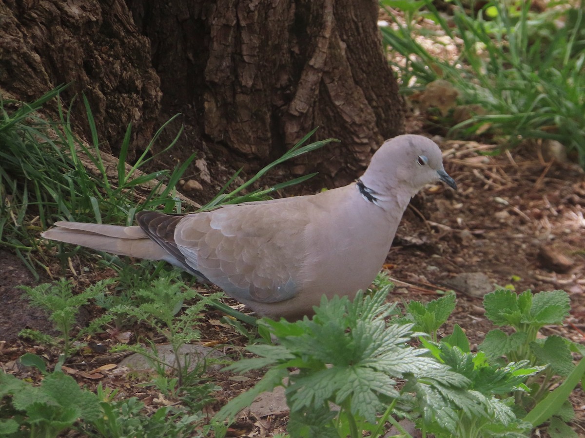 Eurasian Collared-Dove - Kseniia Marianna Prondzynska
