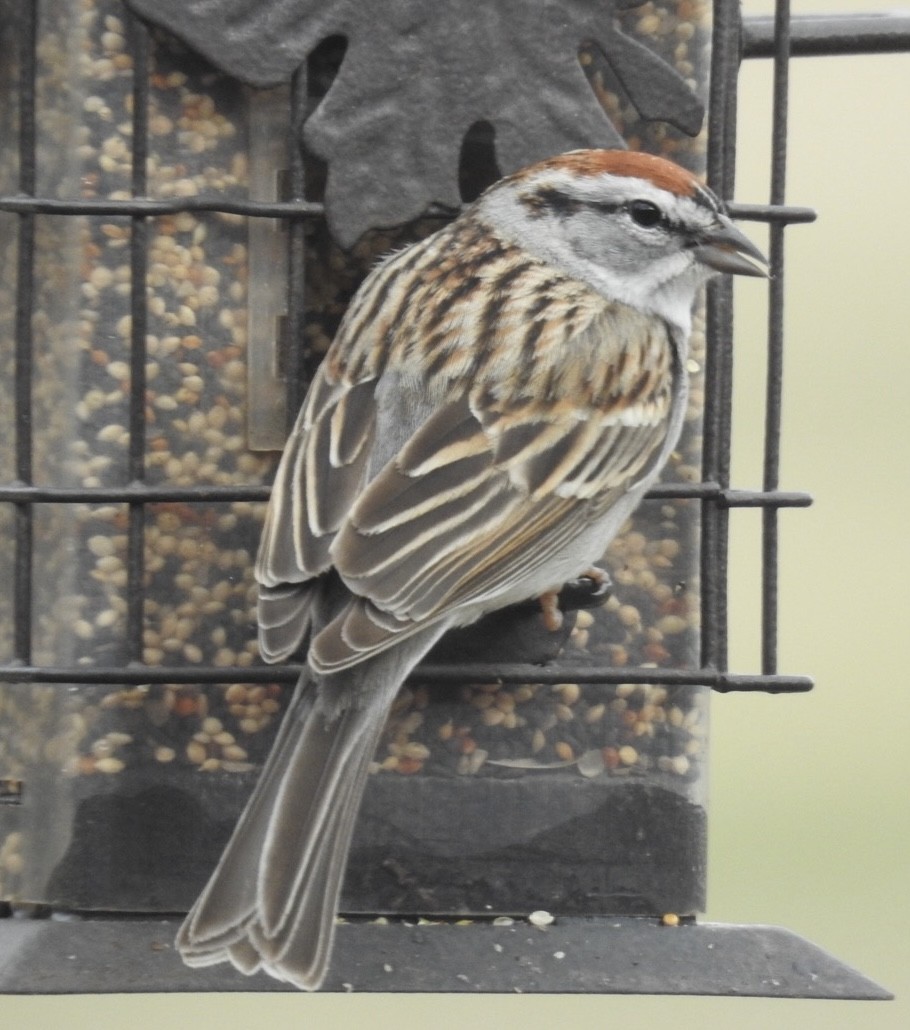 Chipping Sparrow - ML617917025