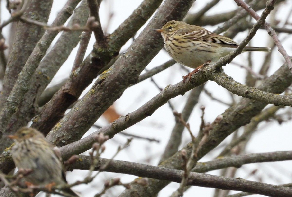 Meadow Pipit - ML617917041