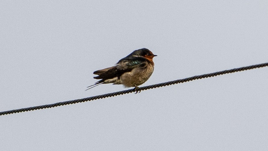 Welcome Swallow - ML617917061