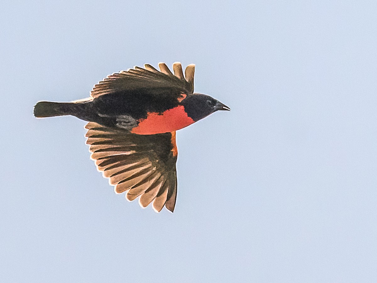 Red-breasted Meadowlark - ML617917070