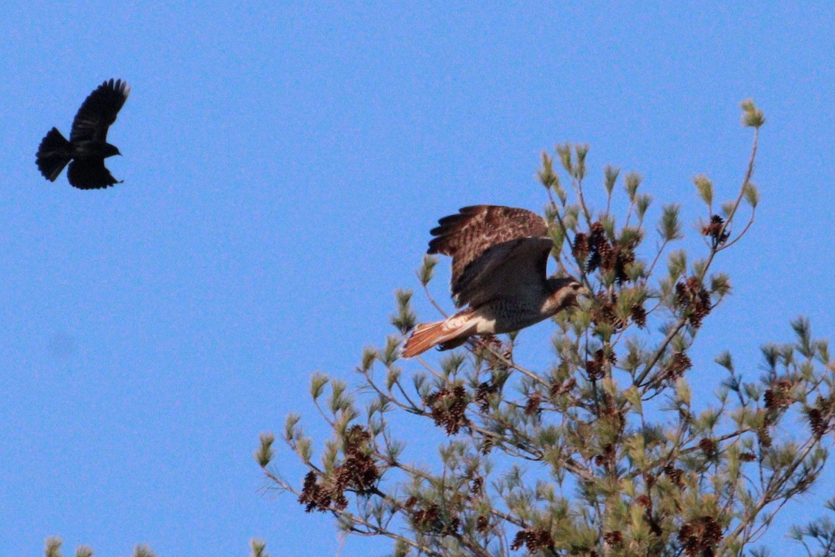 káně rudochvostá (ssp. borealis) - ML617917086